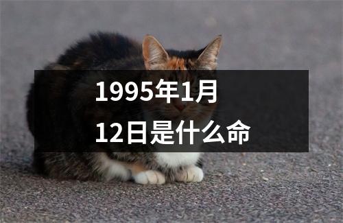 1995年1月12日是什么命
