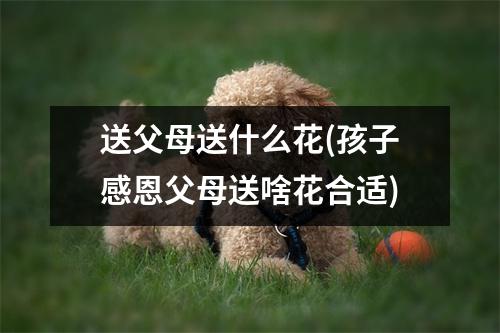 送父母送什么花(孩子感恩父母送啥花合适)