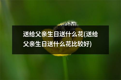 送给父亲生日送什么花(送给父亲生日送什么花比较好)