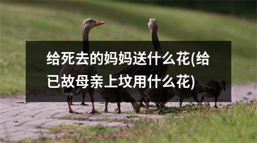 给死去的妈妈送什么花(给已故母亲上坟用什么花)
