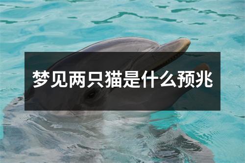 梦见两只猫是什么预兆