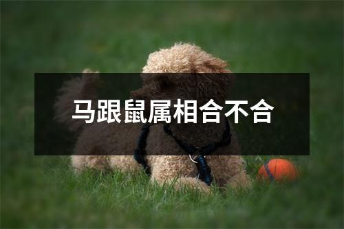 马跟鼠属相合不合