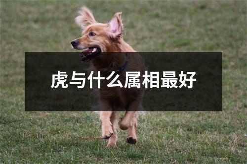 虎与什么属相最好