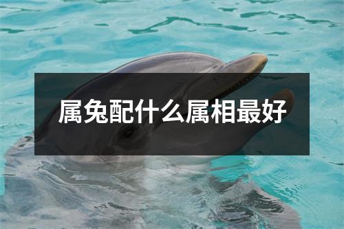 属兔配什么属相最好