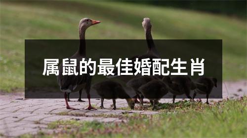 属鼠的最佳婚配生肖