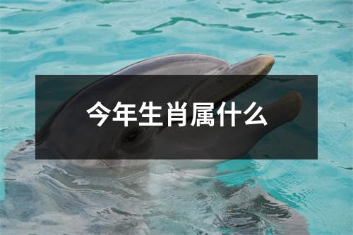 今年生肖属什么