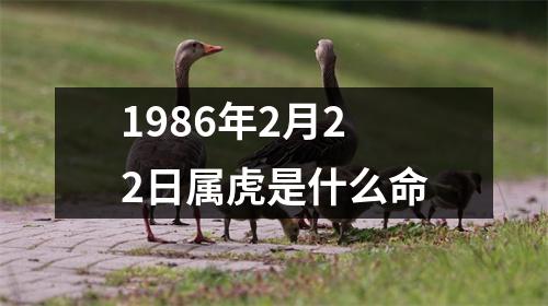 1986年2月22日属虎是什么命