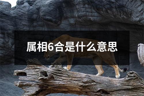 属相6合是什么意思