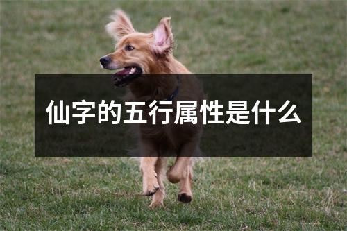 仙字的五行属性是什么