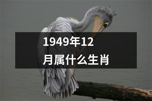 1949年12月属什么生肖