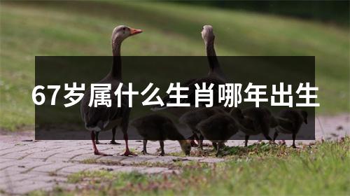 67岁属什么生肖哪年出生
