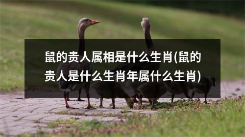 鼠的贵人属相是什么生肖(鼠的贵人是什么生肖年属什么生肖)