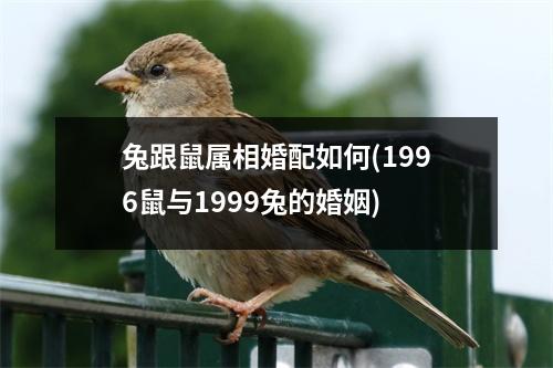 兔跟鼠属相婚配如何(1996鼠与1999兔的婚姻)