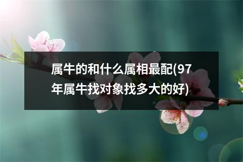 属牛的和什么属相配(97年属牛找对象找多大的好)
