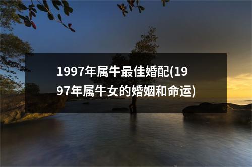 1997年属牛佳婚配(1997年属牛女的婚姻和命运)