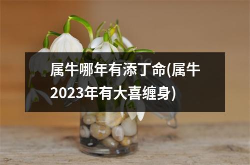 属牛哪年有添丁命(属牛2023年有大喜缠身)