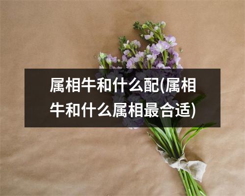 属相牛和什么配(属相牛和什么属相合适)