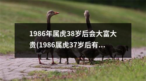 1986年属虎38岁后会大富大贵(1986属虎37岁后有十年大运)