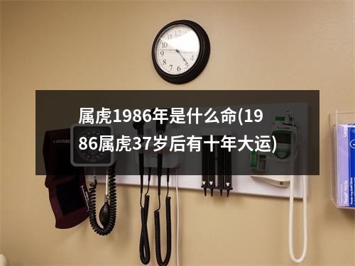 属虎1986年是什么命(1986属虎37岁后有十年大运)