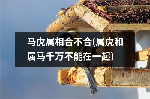 马虎属相合不合(属虎和属马千万不能在一起)