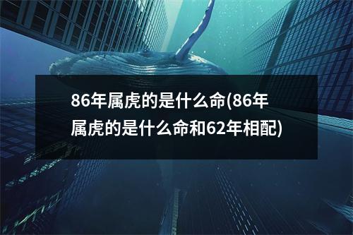 86年属虎的是什么命(86年属虎的是什么命和62年相配)