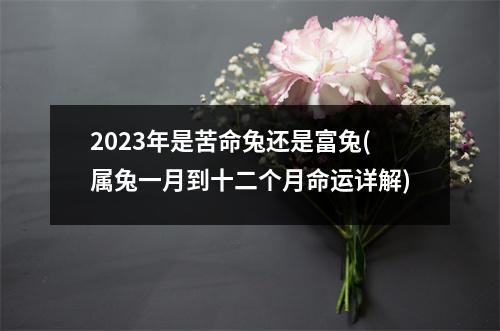 2023年是苦命兔还是富兔(属兔一月到十二个月命运详解)
