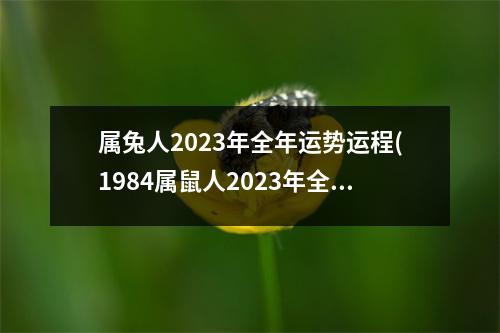 属兔人2023年全年运势运程(1984属鼠人2023年全年运势运程)