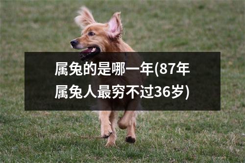 属兔的是哪一年(87年属兔人穷不过36岁)
