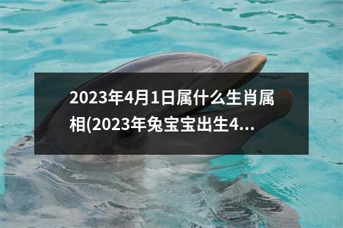 2023年4月1日属什么生肖属相(2023年兔宝宝出生4月1号出生)
