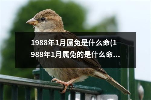 1988年1月属兔是什么命(1988年1月属兔的是什么命)