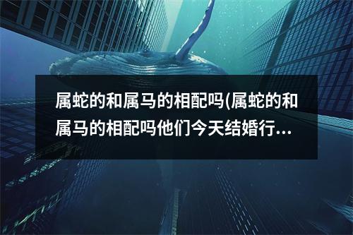属蛇的和属马的相配吗(属蛇的和属马的相配吗他们今天结婚行吗)