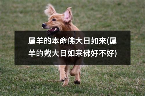 属羊的本命佛大日如来(属羊的戴大日如来佛好不好)