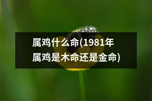 属鸡什么命(1981年属鸡是木命还是金命)