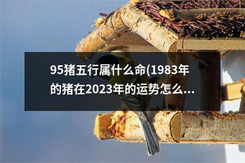 95猪五行属什么命(1983年的猪在2023年的运势怎么样)