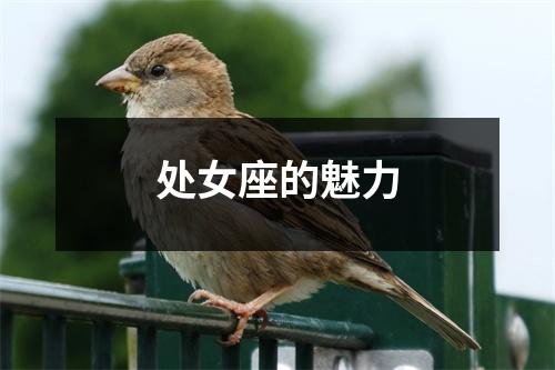 处女座的魅力