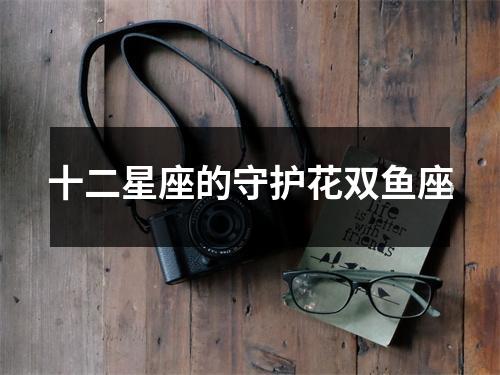 十二星座的守护花双鱼座