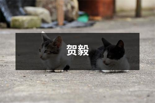 贺毅