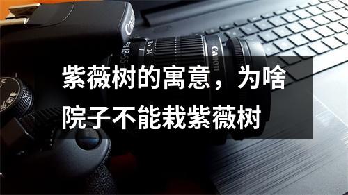 紫薇树的寓意，为啥院子不能栽紫薇树