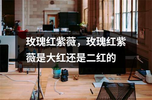 玫瑰红紫薇，玫瑰红紫薇是大红还是二红的