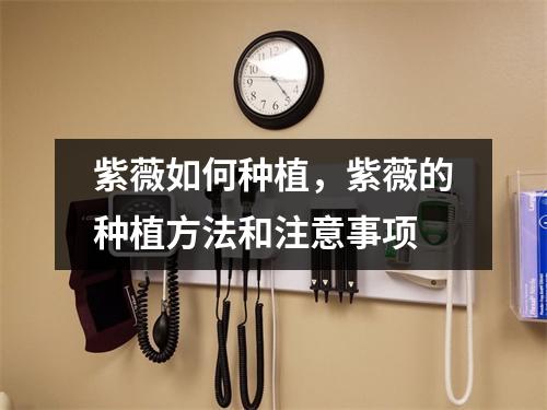 紫薇如何种植，紫薇的种植方法和注意事项