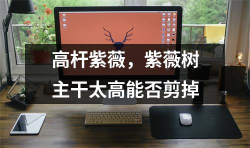 高杆紫薇，紫薇树主干太高能否剪掉