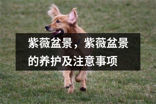 紫薇盆景，紫薇盆景的养护及注意事项