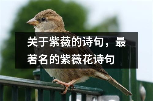关于紫薇的诗句，著名的紫薇花诗句