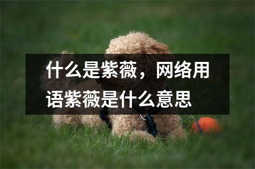 什么是紫薇，网络用语紫薇是什么意思
