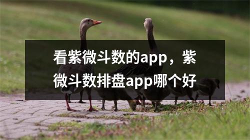 看紫微斗数的，紫微斗数排盘哪个好