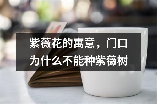 紫薇花的寓意，门口为什么不能种紫薇树