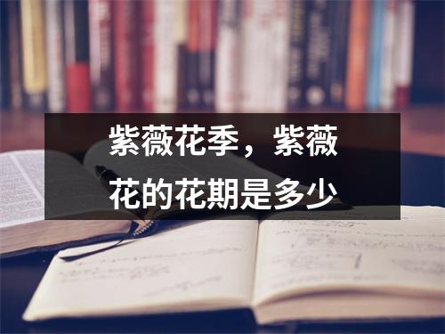 紫薇花季，紫薇花的花期是多少