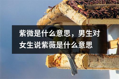 紫微是什么意思，男生对女生说紫薇是什么意思