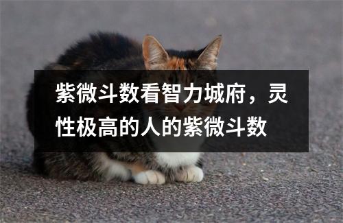 紫微斗数看智力城府，灵性极高的人的紫微斗数