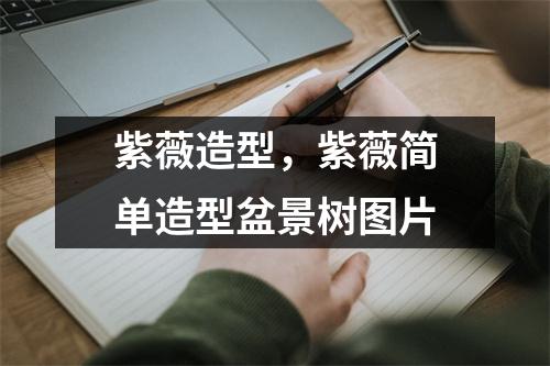 紫薇造型，紫薇简单造型盆景树图片